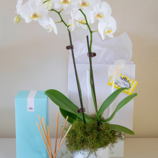 White Double Stem Phalaenopsis Orchid and Ecoya diffuser