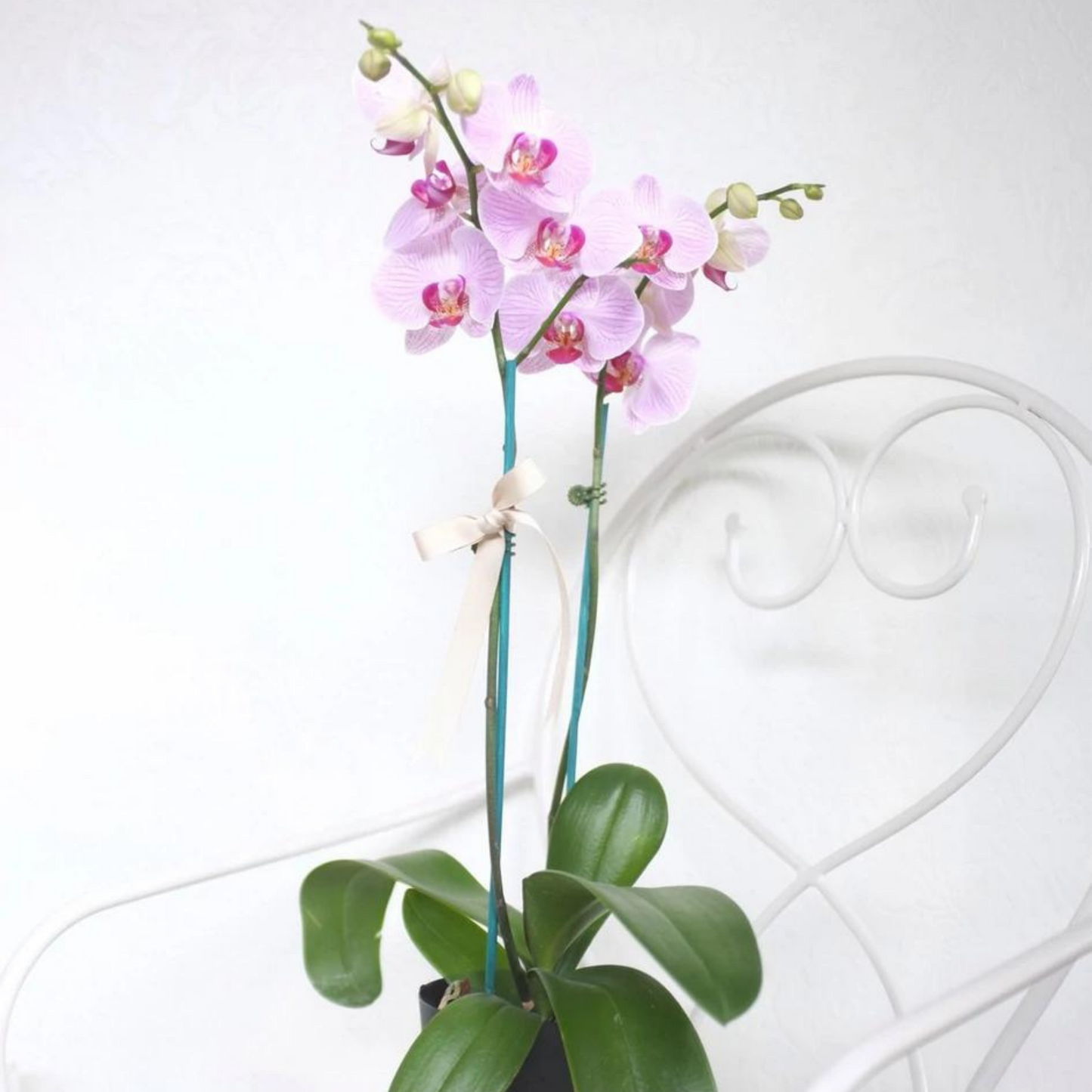 White or coloured Double Stem Phalaenopsis Orchid